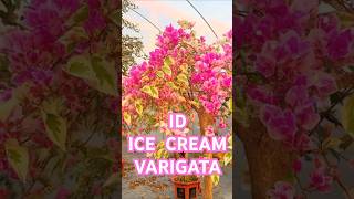 Rare ID / Bougainvillea Garden / Flowers Bloom / Rare Collection / Tips  / grafted / grow / trick