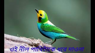 Oi nil pakhi take dhore daona/ওই নীল পাখিটাকে ধরে দাওনা