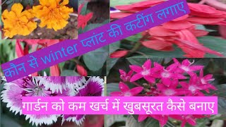 winter plant 🪴 को कटींग  से कैसे ग्रो करे🍀✅️गार्डन  की beauty  को कैसे बड़ाये🌼☘️🌸