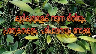 കുറ്റികുരുമുളക് നടുന്ന രീതിയും,പ്രത്യേകതകളും, പരിപാലനവും