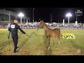 N 34 MASA   Iksal Arabian Horse Show   Futurity Fillys 2024 A Class 3