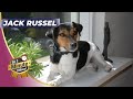 Jack Russell Terrier - 🐶 Unleashing Most Popular Dog Breeds!