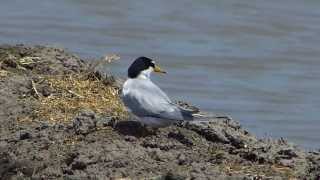 野鳥動画　「コアジサシ」　Ⅱ