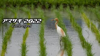 アマサギ Cattle egret 2022