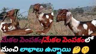 మేకల పెంపకం లో మంచి లాభం ఉంది#goatfarming#village#sheep