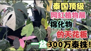 带大家瞅瞅，泰国最顶级的“网红植物展”！锦化物的天花板，实在是太美了！最贵一盆，更是高达60万人民币！蔓绿绒、花烛、海芋尽在其中！