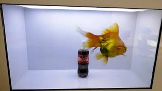 Transparent LCD Screen Display Hologram