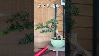 《雀舌羅漢松盆栽》羅漢松到底有幾種品種啊？！？ #bonsaitree #bonsaigarden #podocarpus