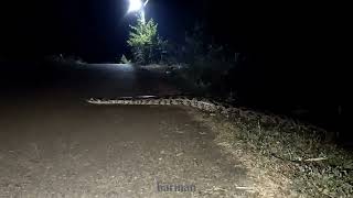 Huge snake | Army Area | Rangapara | Assam