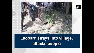 Leopard strays into village, attacks people - Uttar Pradesh News