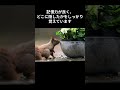 シマリス好き必見！知られざる真実　 雑学 shortvideo＃shorts＃動物♯シマリス