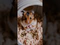 cuteness overload the adorable art of hamster eating