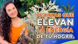 COMO SUBIR LA ENERGÍA Y PROTEGER TU HOGAR CON ESTAS MARAVILLOSAS PLANTAS.