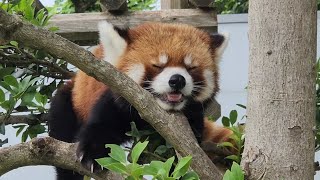 【お久しぶりの新レッサーパンダ舎　屋外組】～Nishiyama Zoo red pandas～