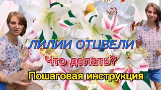 ЛИЛИИ отцвели! Что делать дальше? Пошаговая инструкция действий цветовода.