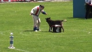 工作犬中的法系车 荷兰牧羊犬以及跟马犬的那些事