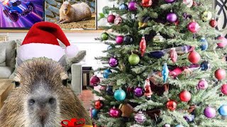 CAPYBARA Christmas event part 2, feat @CAPYBARAA986 @CAPYBARA-c2i