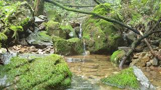 Late summer Forest - Silky River Sounds - Relaxing Nature Video - White Water - Full HD - 4K