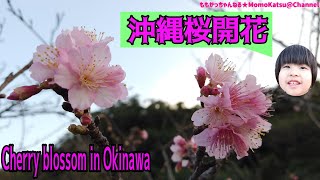 【開花宣言】沖縄は桜が咲きました!穴場スポット北中城村の桜小路に行ってきたよ♪cherry blossom tree【沖縄/観光】