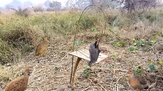 primitive technology, grey francolin wild bird catching from bambu technique