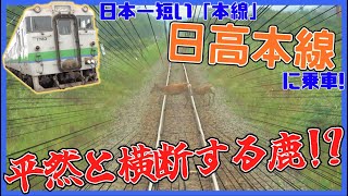 日本一短い「本線」！？日高本線に往復乗ってみた【北海道 ローカル線】