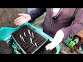 potting on sowing seeds space saving sowing method green side up