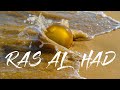 Ras Al Hadd The Turtle Beach Oman Vlogs#10