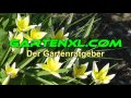 wilde tulpen im garten