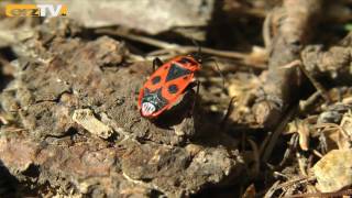 Das Gartenjahr und seine Insekten