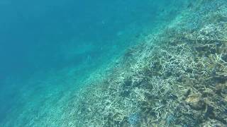 [西表島]　お魚とサンゴ礁