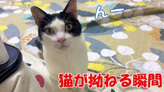 ママの膝の上に先客がいたので猫が拗ねる瞬間