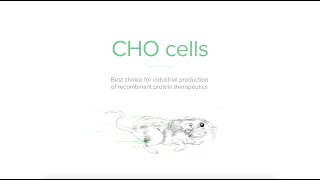 CHO cells - Chinese hamster ovary cells used in molecular biology and pharmaceutical biotechnology