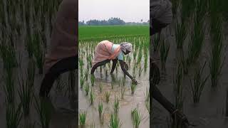 கடினமான வேலை செய்யும் இவர்களுக்கு ஒரு லைக் பண்ணுங்க 🌾🌾🌾🌾🌾