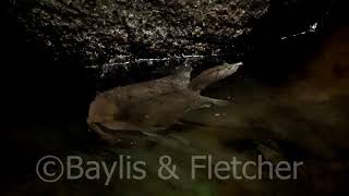 Malayan Softshell turtle in a hill-stream, lowland rainforest, Malaysia. 20210430_082440.uhd