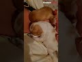 breastfeeding puppies a heartwarming moment