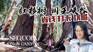 红杉树\u0026国王峡谷国家公园 最省钱的旅行攻略 Sequoia \u0026 Kings Canyon National Park