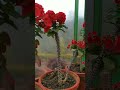 euphorbia mili plants 💕🤩crown of thorns