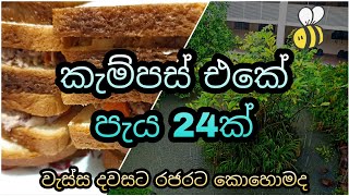 Uni Vlog 3|24 hrs of a Uni Student|Rain Day|How to make sandwiches|Rajarata University of Sri Lanka