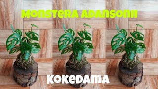 Ultimate Guide to Making a Monstera Adansonii Kokedama – Watch Now!