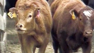 Jan. 6, 2004: U.S. confirms Canada source of mad cow case