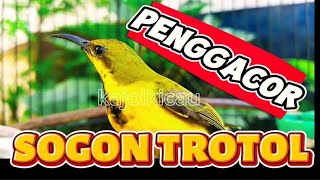 PENGGACOR SOGON TROTOL PALING EFEKTIF ‼️SOGON TROTOL NGERIWIK NEMBAK ‼️BUKTIKAN  PASTI GACOR