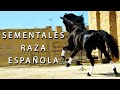 CABALLOS SEMENTALES P.R.E. Visuales AGranero Andújar