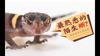 最熟悉的陌生蜥——里氏睑虎  Goniurosaurus lichtenfelderi