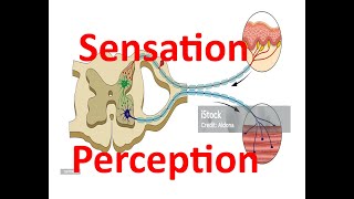 Sensation  and Perception