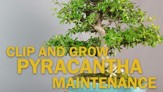 Bonsai Pruning Maintenance - Pyracantha Bonsai Tree