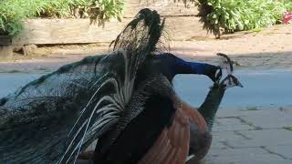 Peacock Mating 25