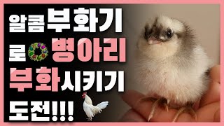 병아리 부화, 브이로그, 알콤부화기