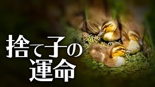 0608C⑧【カルガモ親子の引っ越し難所】見捨てられた雛その後。ヒナ混ぜ養子は本当の家族みたいに！【野鳥撮影の日記と観察、解説】奇跡の大家族