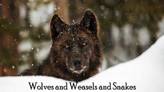 Wolves and Weasels and Snakes Oh My! | Bro Remy