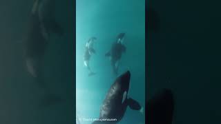 🐬シャチたちのエイ大群狩り！